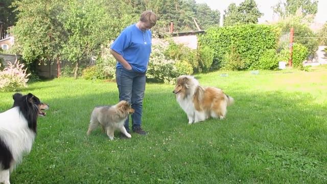 2022-07-17-колли Юста, 3 мес, ее мама Зулейка, 7 лет, и Тайша, 11 мес смотреть онлайн