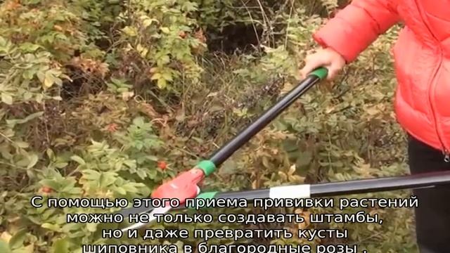 Штамбовые розы: посадка и уход смотреть онлайн