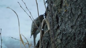 Песня пищухи.