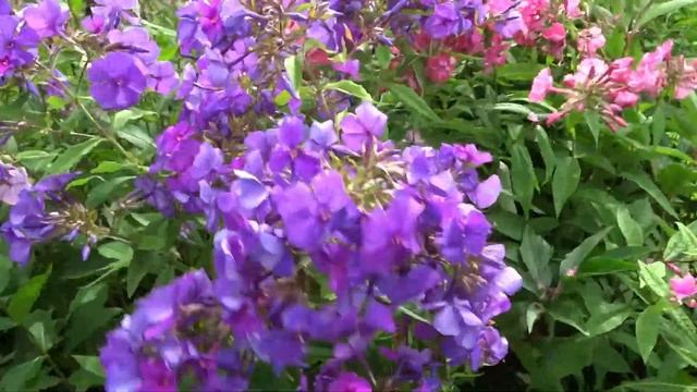 Флокс АРГУНА | обзор, описание, цветение, отзыв. смотреть онлайн