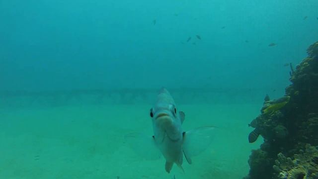 Scuba Diving @ Crash Boat, Aguadilla, PR! My First GoPro 3 Video! смотреть онлайн