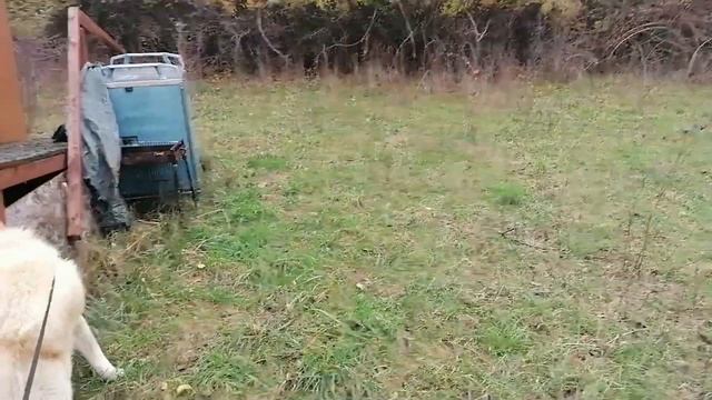 СОБАКА ВЫВОДИТ ХОЗЯИНА В ЛЮБУЮ ПОГОДУ