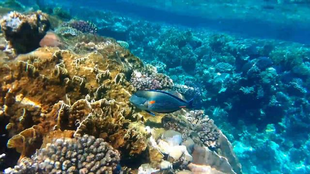 Soma Bay 2020 | Egypt Vibes | Windsurf, Kite and Diving Paradise смотреть онлайн