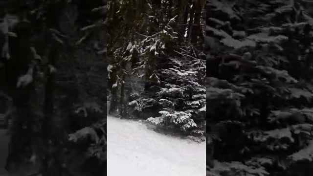 Карпатская сказка смотреть онлайн
