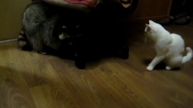 Енот гоняет кота смотреть онлайн