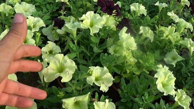 Топ цветов для продаж. ЦВЕТЫ У КОТОРЫХ от ПОСЕВА до ЦВЕТЕНИЯ БОЛЬШЕ 100+ дней. Срок созревания цвет смотреть онлайн