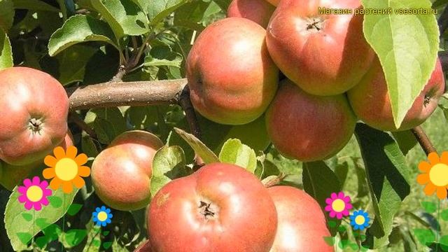 Яблоня домашняя Белорусское Сладкое. Краткий обзор, описание malus domestica Belorusskoe Sladkoe смотреть онлайн