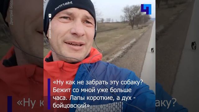 «Лапы короткие, а дух - бойцовский»: в Крыму собака догнала, очаровала и поселилась у бегуна смотреть онлайн