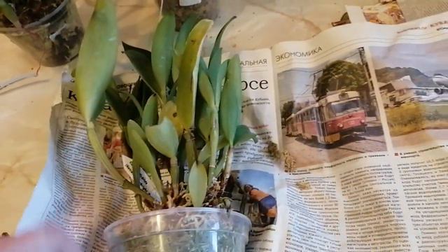 И снова - новинки! 🔥🌺 смотреть онлайн