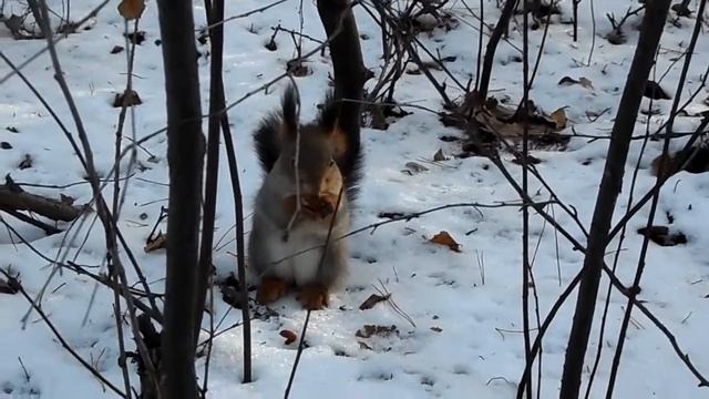 Белка песенки поёт,да орешки всё грызёт смотреть онлайн