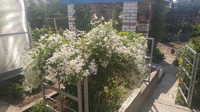клематис Жгучий # ароматы в саду смотреть онлайн