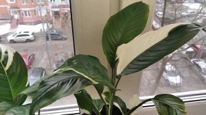 Спатифиллум Пикассо