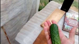 гибрид огурца F1 КИБРИЯ