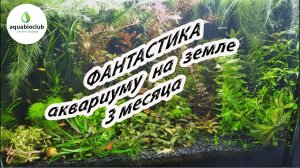 Аквариуму на земле 3 м. Просто прекрасный результат.