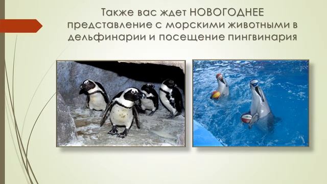 НОВОГОДНИЙ ТУР в отеле «Дельфин» смотреть онлайн