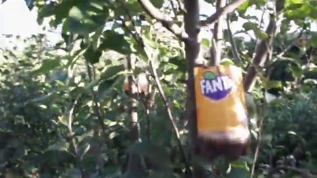 Яблоня Уралец смотреть онлайн