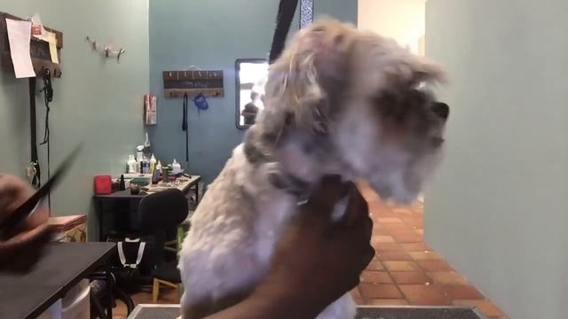 Dog grooming for beginners part 2 of 3 смотреть онлайн