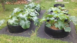 ВЫРАЩИВАНИЕ КАБАЧКОВ В МЕШКАХ 2017. От и До... GROWING ZUCCHINI IN BAGS 2017. From and To...