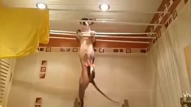 Котики занимаются спортом