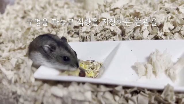 "귀여운 햄스터들의 일상: 작은 친구들의 귀염뽀짝 모습" смотреть онлайн