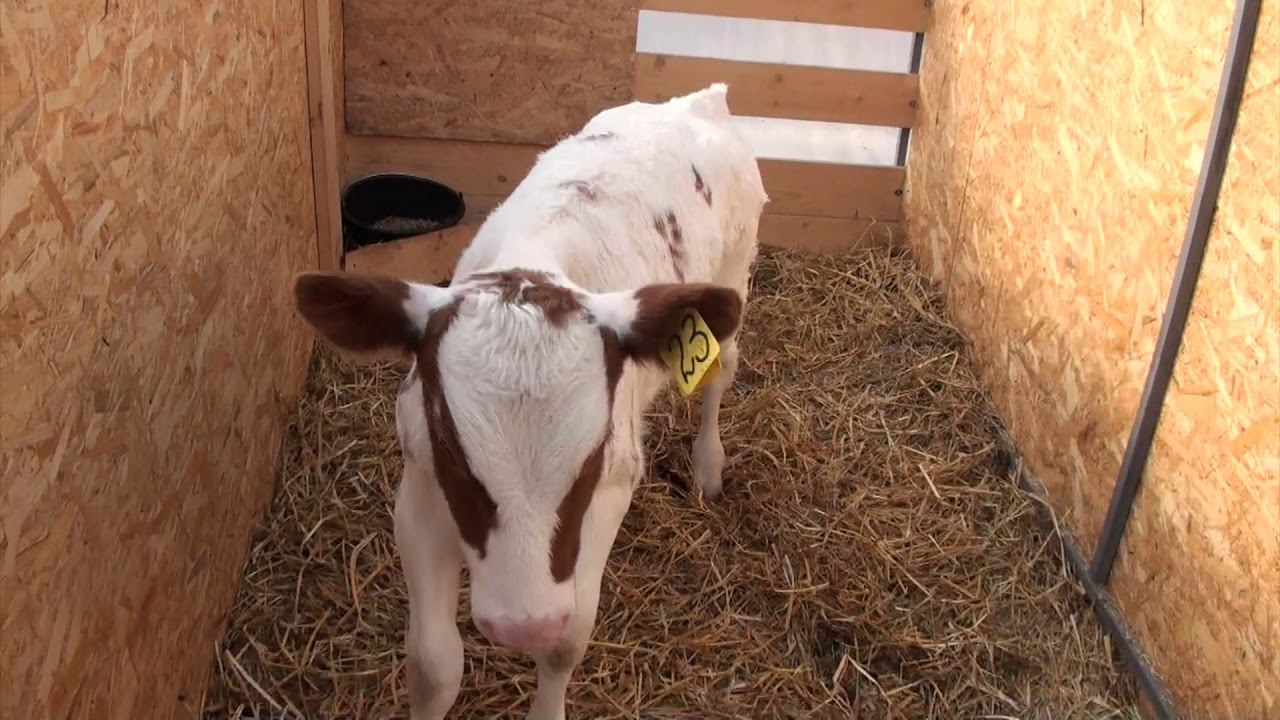 Содержание телят - ясли и садик смотреть онлайн