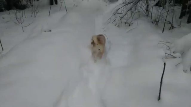 Сойка с обновкой смотреть онлайн