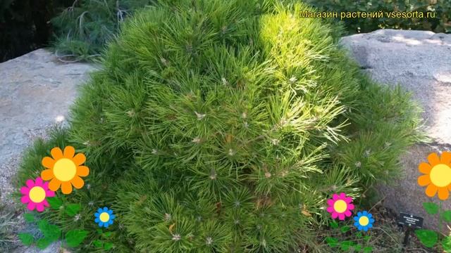 Сосна густоцветная Лоу Глоу. Краткий обзор, описание характеристик pinus densiflora Low Glow смотреть онлайн