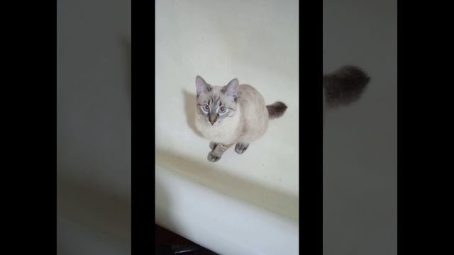 милые фото моего кота смотреть онлайн