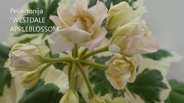 Pelargonija WESTDALE APPLEBLOSSOM смотреть онлайн