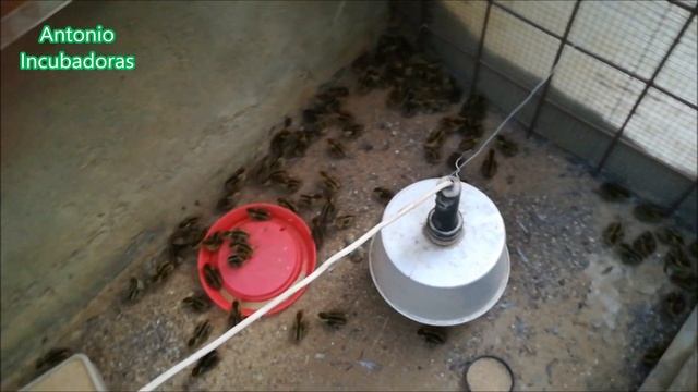 Incubadora casera en frigorífico смотреть онлайн