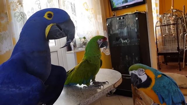 Когда у тебя дома живёт 1 попугай Ара - это весело,а когда у тебя живут 4попугая Ары - это праздник смотреть онлайн