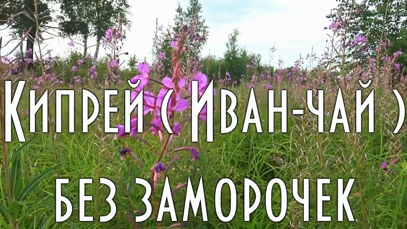Кипрей. Иван-чай без заморочек. От сбора до дегустации смотреть онлайн