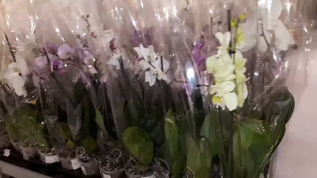 Орхидеи.Икеа.Мега Белая Дача.Скидки. смотреть онлайн