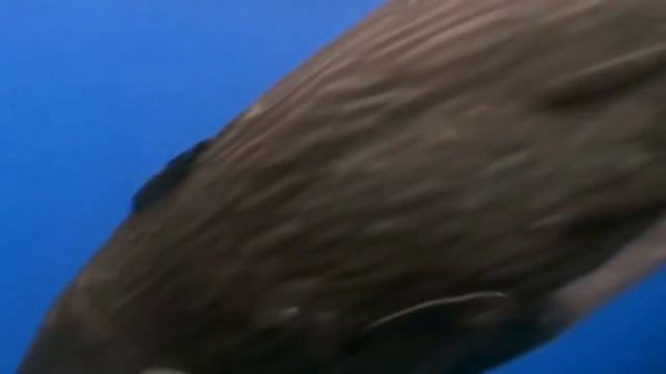 Jean Michel Jarre  Zoolook