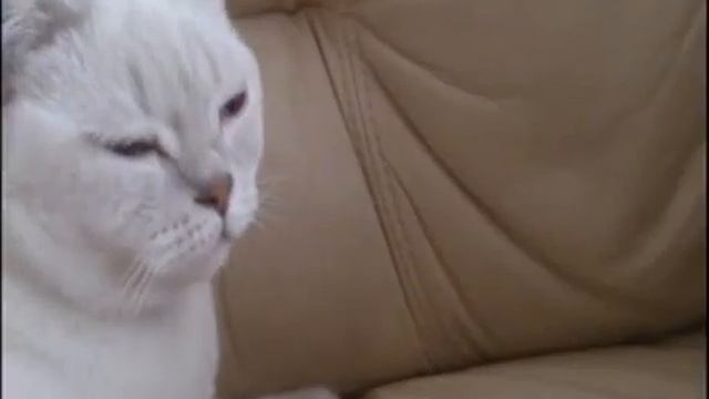 КоТЭ Качает!![#Live_Bro] смотреть онлайн