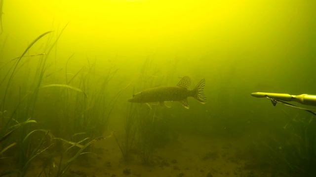 подводная охота.Херсонский окунь смотреть онлайн