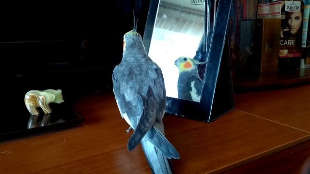 Попугай корелла и зеркало) Corella Parrot And Mirror)