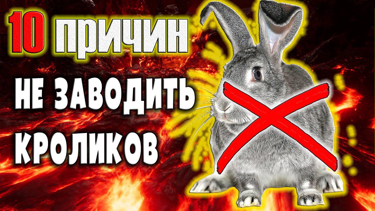 10 причин не заводить кроликов смотреть онлайн