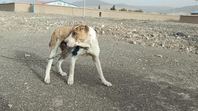 Afghan Kochi Cross Dog Good Dog Champions Dogs смотреть онлайн