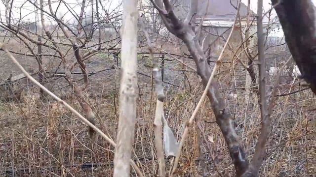 В поисках опылителя для фундука смотреть онлайн