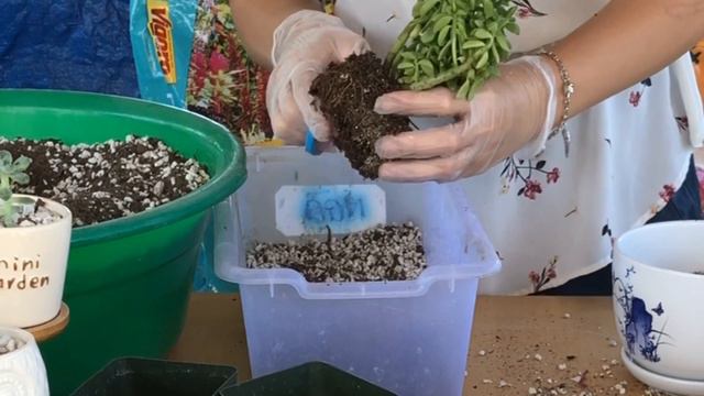 #228 UNBOXING HAWORTHIA SUCCULENTS | KHUI THÙNG SEN ĐÁ HAWORTHIA RẤT ĐẸP смотреть онлайн