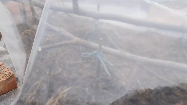 Инжир китайским способом(горизонтальный кордон) смотреть онлайн