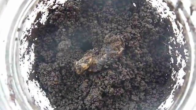 Пищевые цепочки биосферы. Погибшая личинка жука-носорога смотреть онлайн