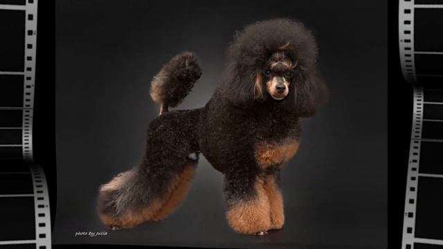 ГРУМИНГ ПУДЕЛЯ / 50 ИДЕЙ