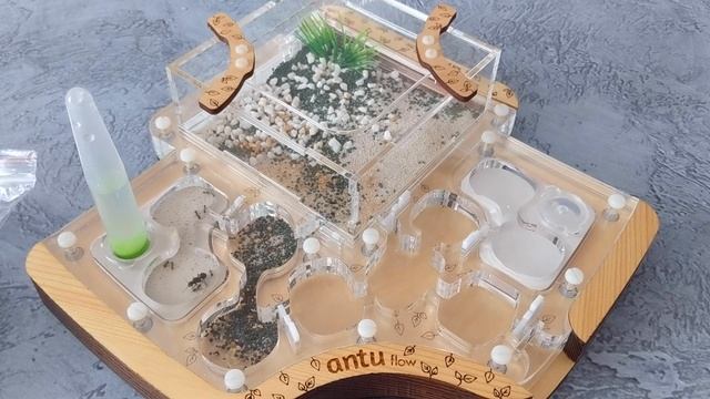 Муравьиная ферма. Что это и зачем смотреть онлайн