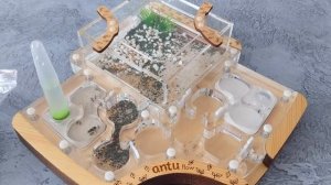 Муравьиная ферма. Что это и зачем