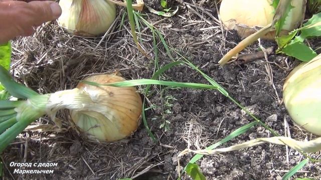 Когда убирать и как хранить ЛУК ЭКСИБИШЕН. смотреть онлайн