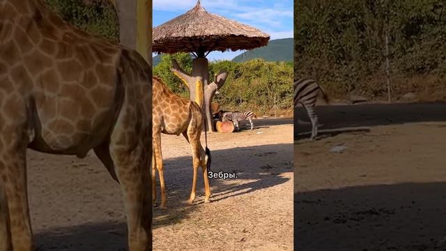 Вьетнам Остров ВИНПЁРЛ, Vinpearl Island