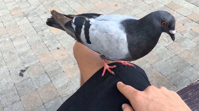 Trained domestic pigeon. How to train the pigeon? смотреть онлайн