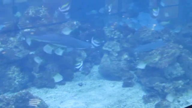 Опасные акулы Караван Харьков Dangerous sharks Caravan Kharkov смотреть онлайн